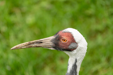 A White-naped crane portrait.