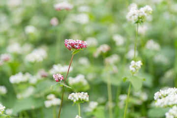 満開の蕎麦の花　白と赤