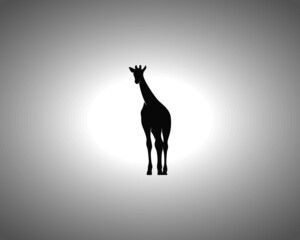 Obraz premium Giraffe Silhouette on White Background. Isolated Vector Animal Template for Logo Company, Icon, Symbol etc