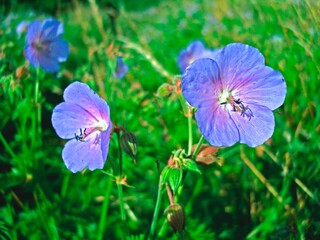Storchenschnabel in Wiese