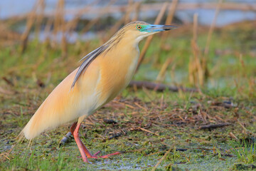 Squacco heron. Bird in breeding plumage. Ardeola ralloides