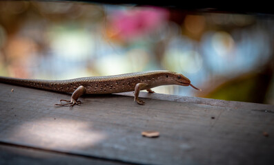 lizard on a log