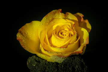 Fototapeta na wymiar Close up of a beautiful yellow rose on black background