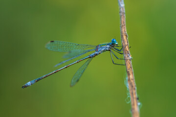Close up of a blue damselfly with large blue eyes, sitting on a straw in sunlight