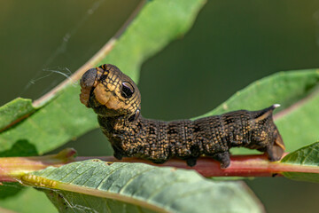 Close up of a large hawk moth caterpillar trying to protect itself