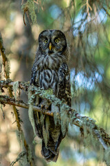 Close up of a large owl sitting in a tree in the forest
