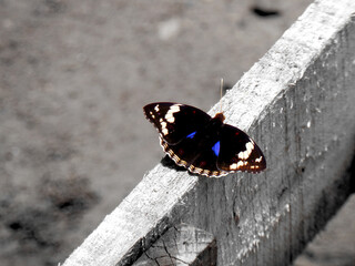 black and white butterfly picture