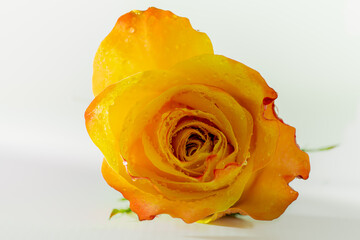 Close up of a single vibrant yellow rose on white background