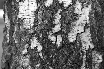 The birch bark background texture