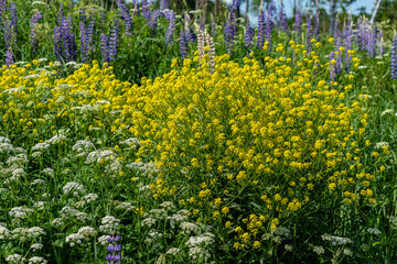 Field of beautiful wild summer flowers in sunlight