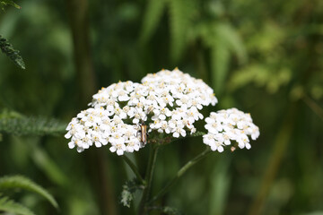 Blutkraut, Schafgarbe, Achillea millefolium L., Thueringen, Deutschland, Europa
Bloodwort, Achillea millefolium L. , Thuringia, Germany, Europe