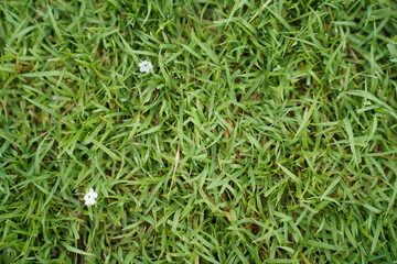 fresh green grass field background