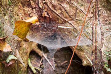 Spider Web