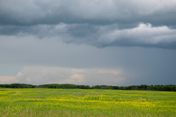 Fototapeta premium Storm clouds approach an open mustard field in Saskatchewan