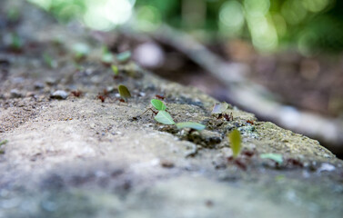 Ants