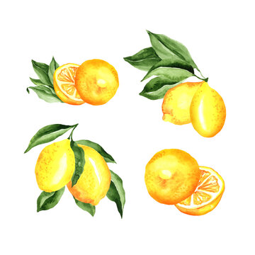 Lemons Arrangement Watercolor Set. Vector artistic collection isolated on white. cocktail party decorations