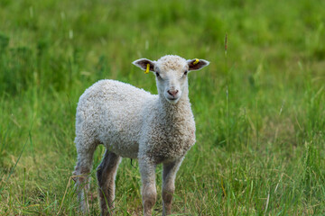 Sweet white lamb standing in a green pasture, looking at the camera © Magnus