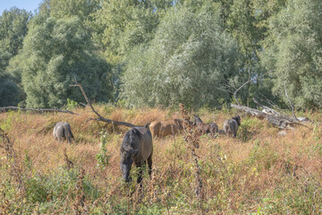 Fototapeta premium Hutsul horses released Rewilding Europe / Rewilding Ukraine on Tataru island - Regional Landscape Park 