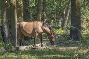 Hutsul horses released Rewilding Europe / Rewilding Ukraine on Tataru island - Regional Landscape Park 