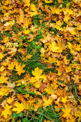 Vibrant autumn-colored maple leaves on the ground