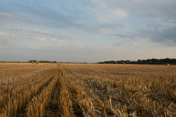 golden wheat field