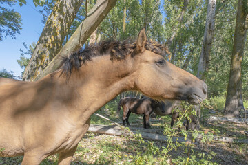 Hutsul horses released Rewilding Europe / Rewilding Ukraine on Tataru island - Regional Landscape Park "Izmail islands",  Tataru island, Chilia branch Danube Delta, Izmail, Odessa Oblast, Ukraine 