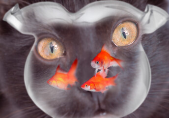 金魚を狙う黒猫