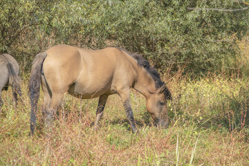 Fototapeta premium Hutsul horses released Rewilding Europe / Rewilding Ukraine on Tataru island - Regional Landscape Park 