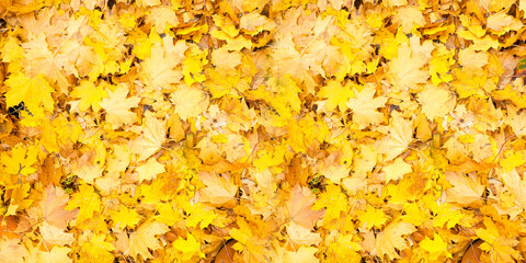 Red and orange autumn leaves background. Outdoor. Colorful backround image of fallen autumn leaves perfect for seasonal use. Space for text.