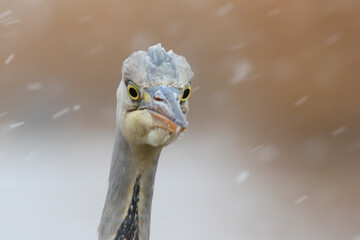 Grey heron. Bird in winter. Ardea cinerea