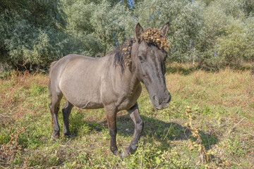 Fototapeta premium Hutsul horses released Rewilding Europe / Rewilding Ukraine on Tataru island - Regional Landscape Park 