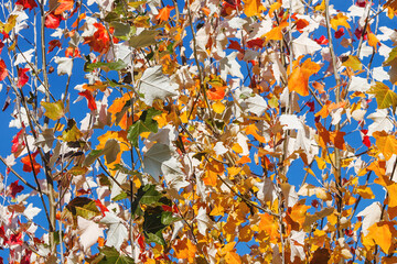 colorful leaves on the branches of an autumn maple bush