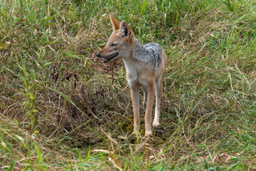 Chacal à chabraque, Canis mesomelas, Afrique