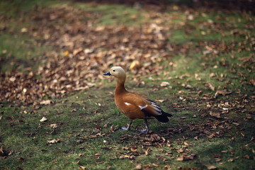 duck in autumn park, view of abstract relaxation alone