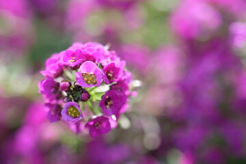 Inflorescences of small pink flowers on a blurred background