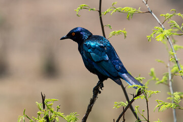 Choucador à épaulettes, rouges,.Lamprotornis nitens; Cape Starling