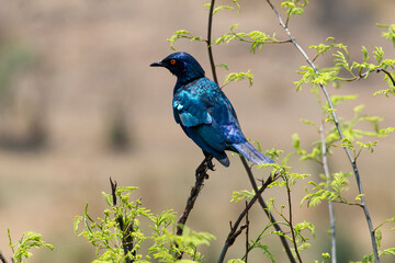 Choucador à épaulettes, rouges,.Lamprotornis nitens; Cape Starling