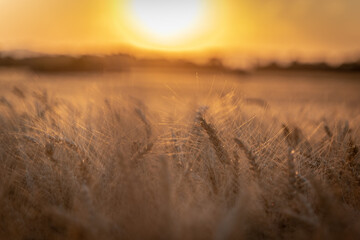 wonderful sunset in the cornfield