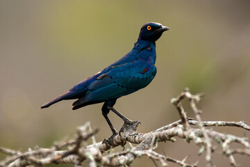 Choucador à épaulettes, rouges,.Lamprotornis nitens; Cape Starling