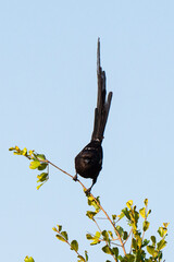 Corvinelle noir et blanc,.Urolestes melanoleucus, Magpie Shrike