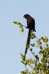 Corvinelle noir et blanc,.Urolestes melanoleucus, Magpie Shrike