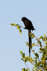 Corvinelle noir et blanc,.Urolestes melanoleucus, Magpie Shrike