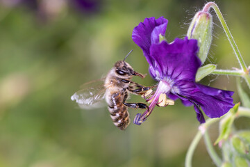 Bee pollinates Geranium phaeum „ Lilly Lovell“