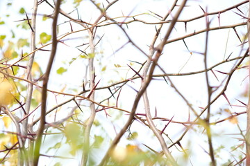 Thorns and fresh leaves of acacia in spring