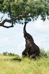 Fototapeta premium Éléphant d'Afrique, Loxodonta africana, Parc national Kruger, Afrique du Sud