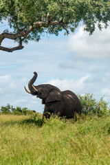 Éléphant d'Afrique, Loxodonta africana, Parc national Kruger, Afrique du Sud