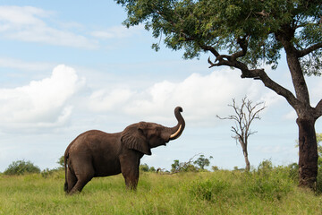 Éléphant d'Afrique, Loxodonta africana, Parc national Kruger, Afrique du Sud