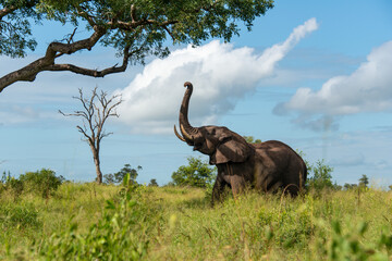 Obraz premium Éléphant d'Afrique, Loxodonta africana, Parc national Kruger, Afrique du Sud