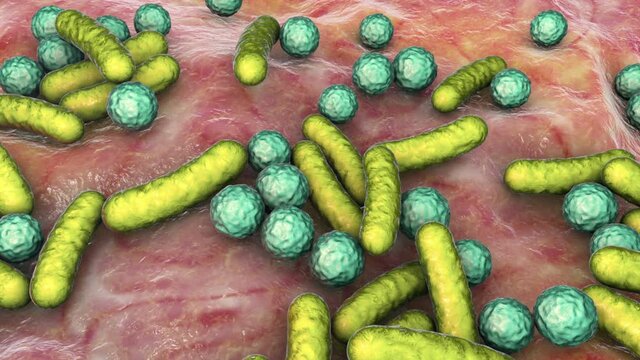 Bacteria of different shapes, rod-shaped bacteria and cocci, human microbiome, human pathogenic bacteria, 3D animation