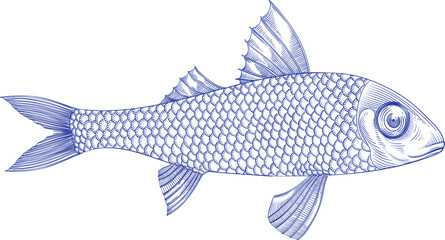 fish isolated on white background.vector illustration with red mullet fish. vintage illustration 